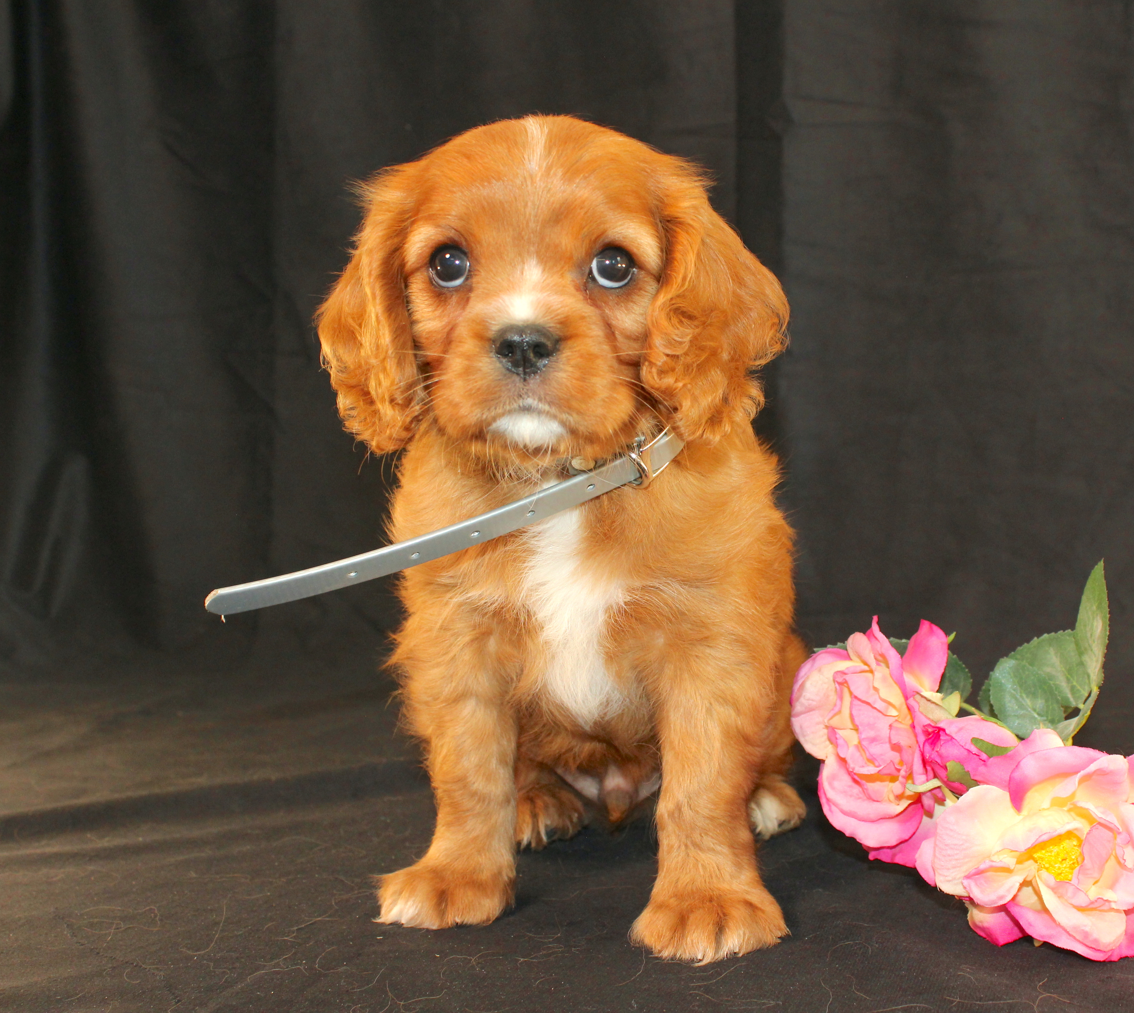 puppy, for, sale, Cavalier King Charles Spaniel, Ivan J. Stoltzfus, dog, breeder, Dornsife, PA, dog-breeder, puppy-for-sale, forsale, nearby, find, puppyfind, locator, puppylocator, aca